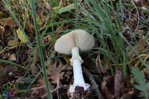 amanita citrina (14) (1000 x 667).jpg_product_product_product_product_product